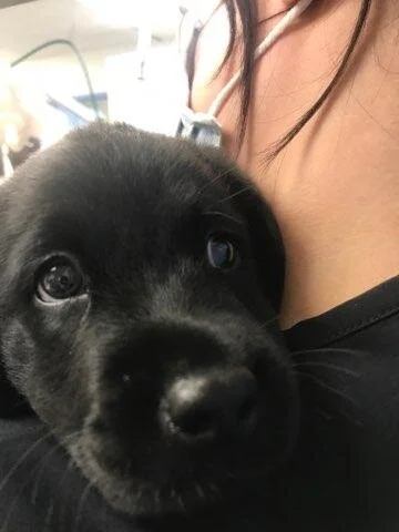 A black puppy resting its head on a woman's shoulder indoors.