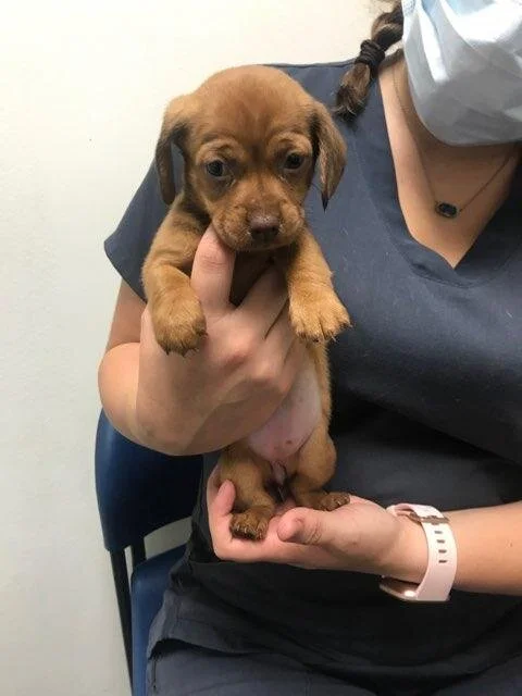 A person wearing a gray mask and dark scrubs holding a small brown puppy with floppy ears.