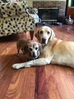 Two dogs lying on hardwood floor in front of a brick fireplace, with a floral-patterned couch in the background.