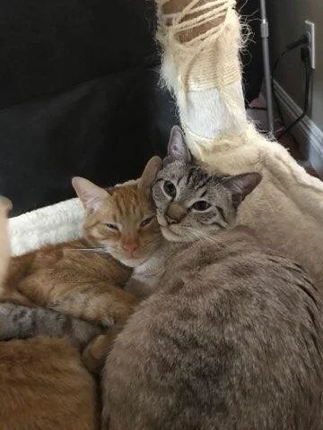 Two cats, one orange and one gray, cuddling on a bed, with a black headboard and a distressed beige scratching post in the background.