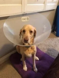 Dog wearing a plastic cone around its neck, sitting on a purple mat in a room with white cabinets.