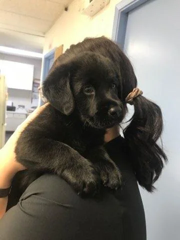 A person holding a black puppy with floppy ears and a dark patch over one eye.