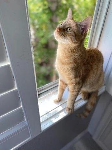 A tabby cat sitting on a windowsill looking outside.