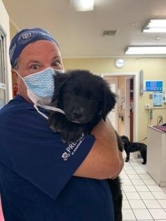 Person in scrubs holding a black puppy in a veterinary clinic