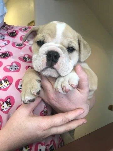 A person holding an adorable puppy with a wrinkled face and a white stripe on its nose.