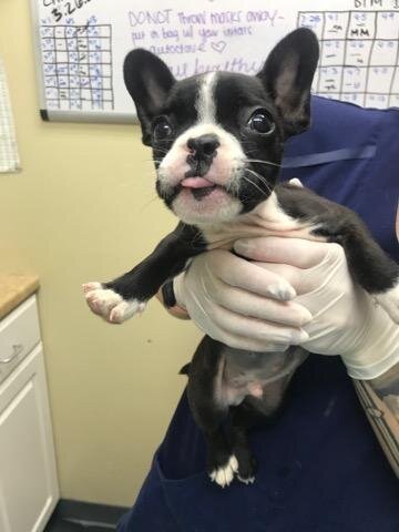 Small black and white puppy being held by person wearing gloves in an indoor setting with whiteboard in the background.