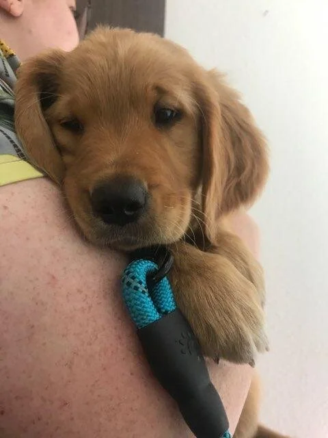 A golden retriever puppy resting its head on a person's arm, with a blue and black toy in its paw.