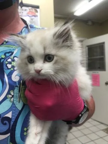 A fluffy white kitten being held by a person wearing a colorful shirt in an indoor setting.