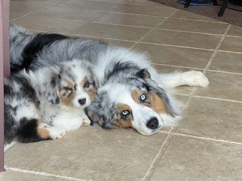 Two dogs lying on a tiled floor, one puppy and one adult, resting together.