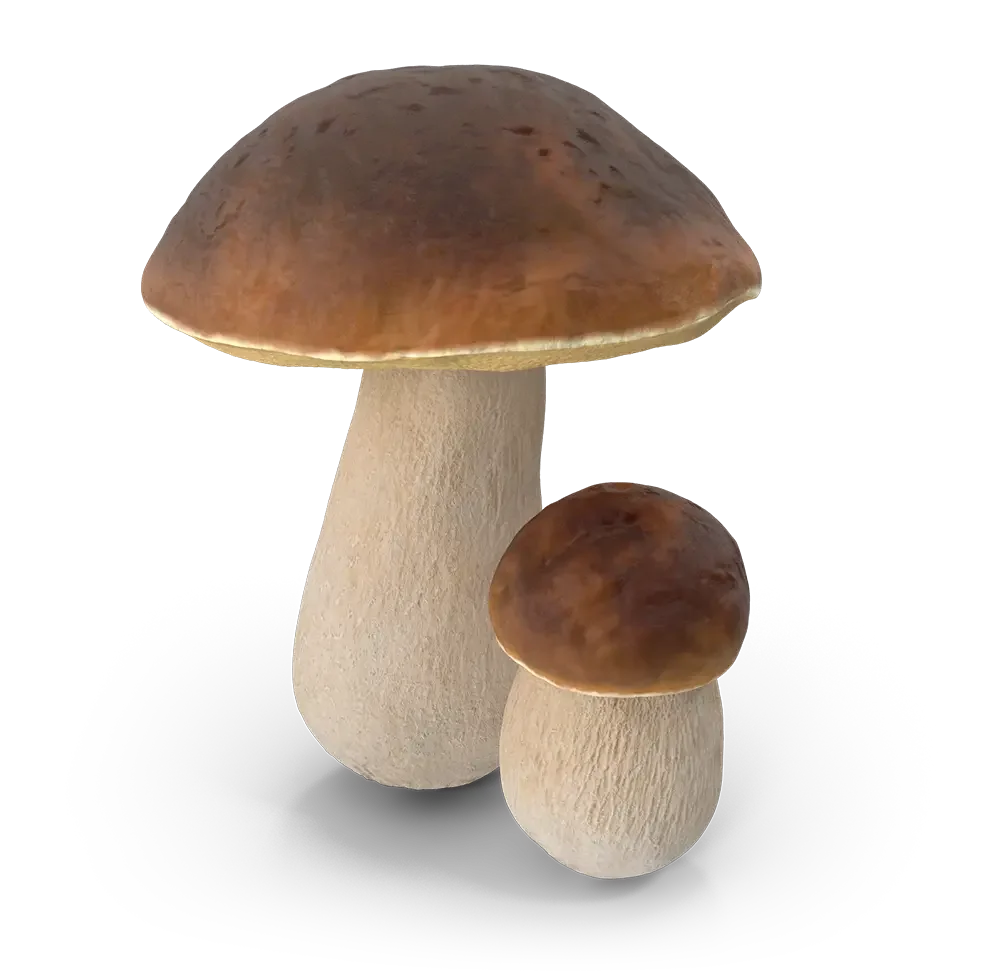 Drei Pilze mit braunen Kappen und weißen Stielen vor schwarzem Hintergrund.