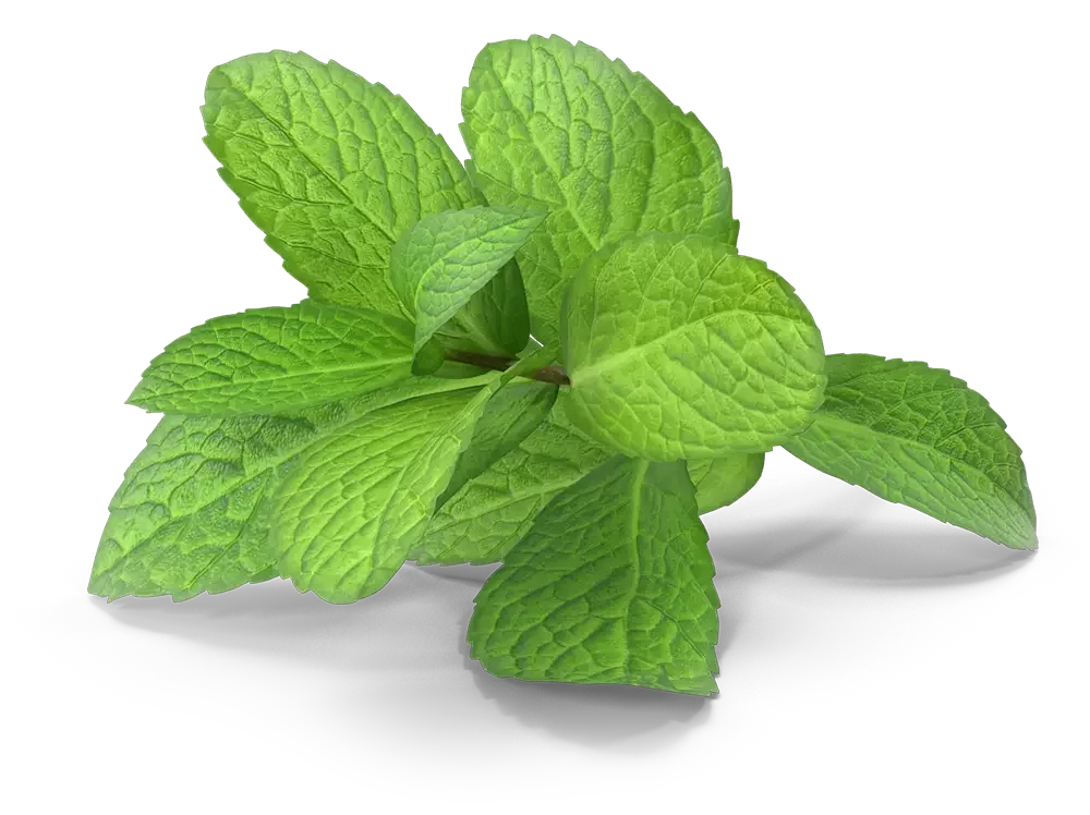 Eine Garnitur frischer grüner Minzblätter auf schwarzem Hintergrund.