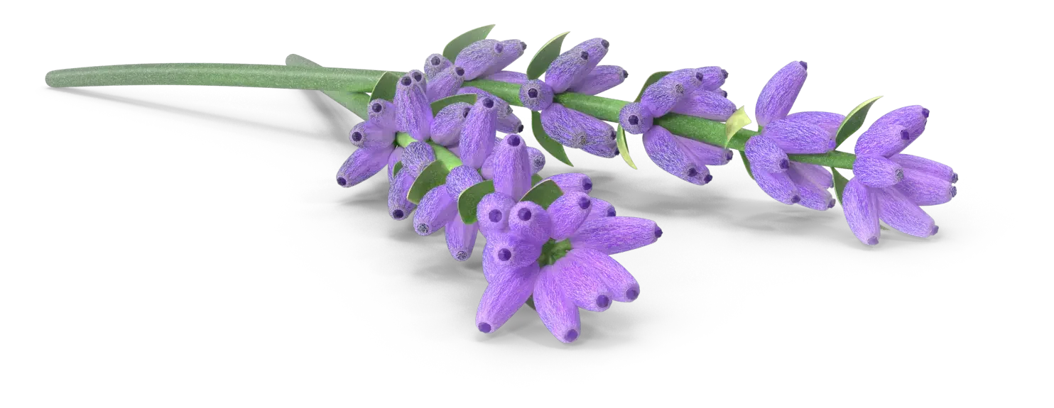 Lila Lavendelblüten mit grünen Blättern auf transparentem Hintergrund