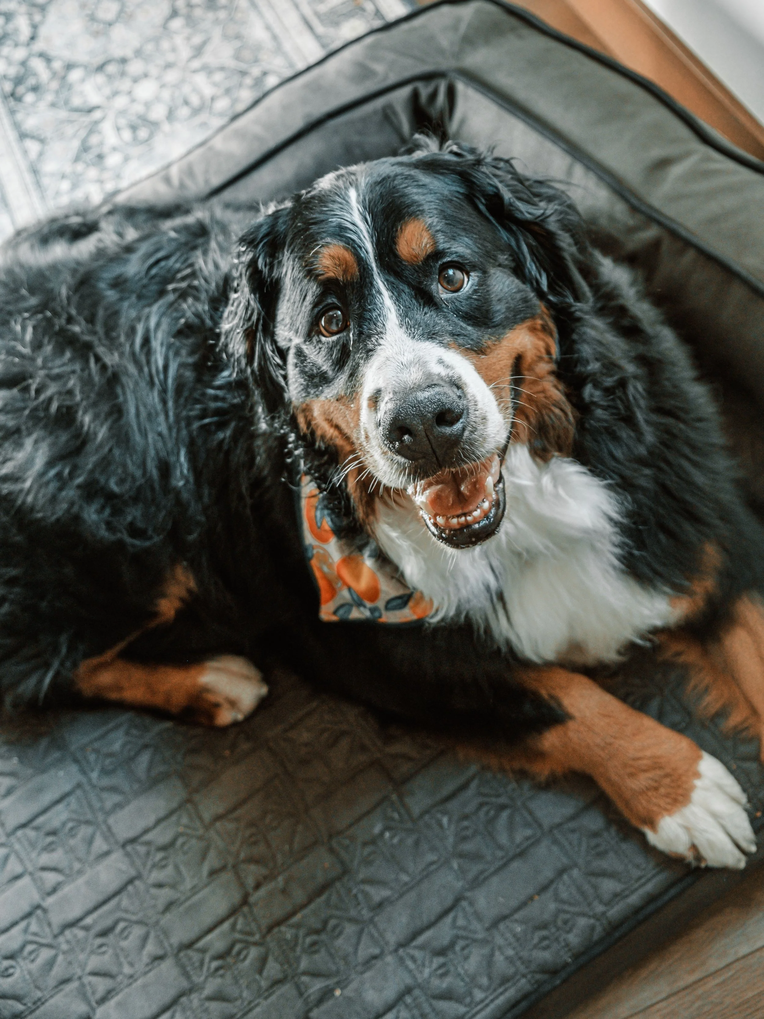 Big Dog Play Session | Nov 7th
