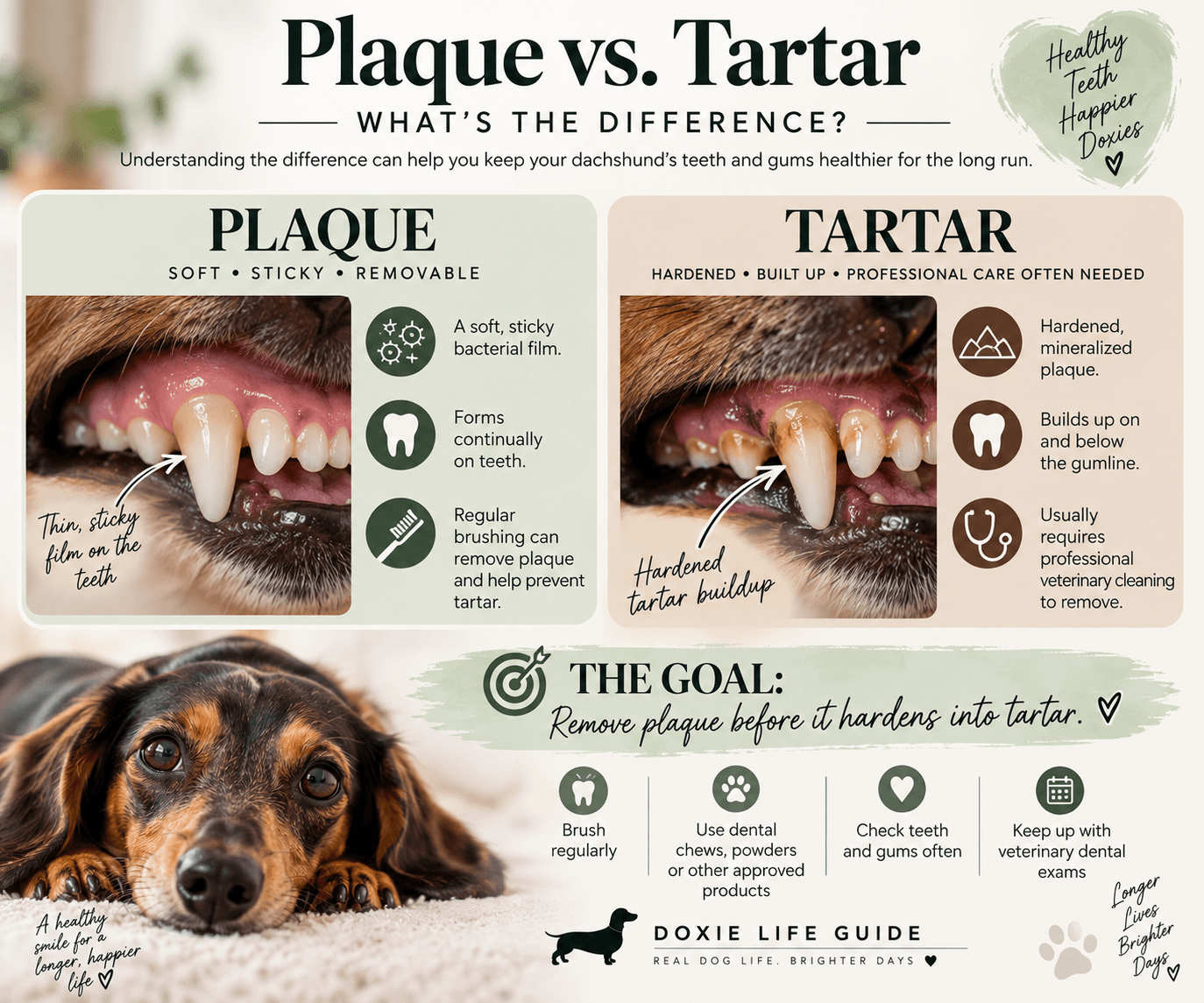 Dachshund dental care infographic comparing soft plaque with hardened tartar buildup and explaining how regular home dental care helps prevent tartar formation.