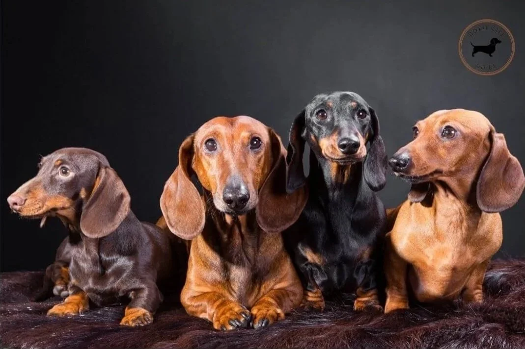 Four miniature dachshunds sitting in a row, looking alert and adorable