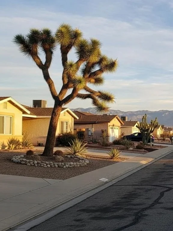 A desert landscape with a unique joshua tree, surrounded by desert plants and rocks, in a suburban neighborhood with single-story houses. Mountains are visible in the background under a partly cloudy sky.