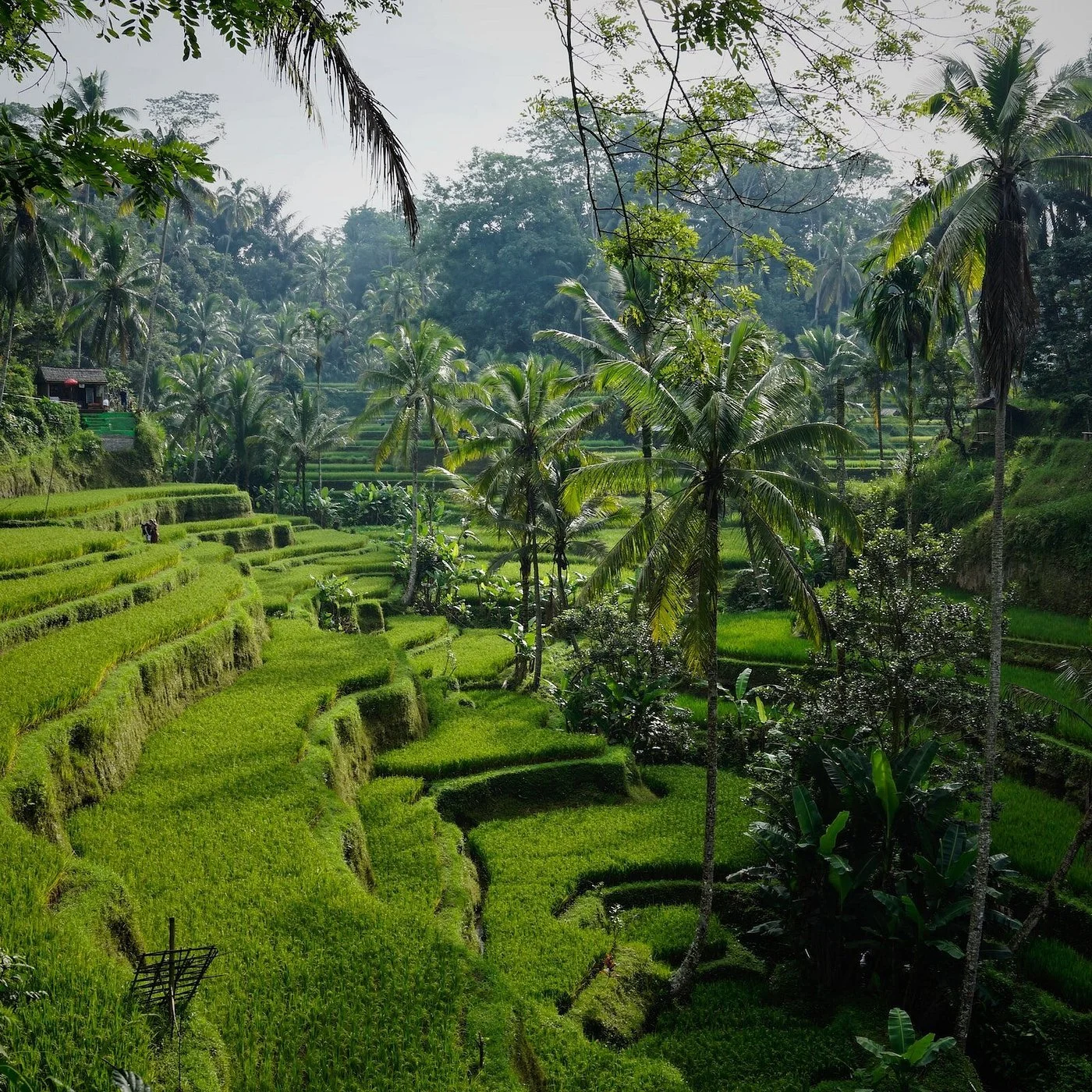 Lush green terraced rice fields with tall palm trees in a tropical landscape.