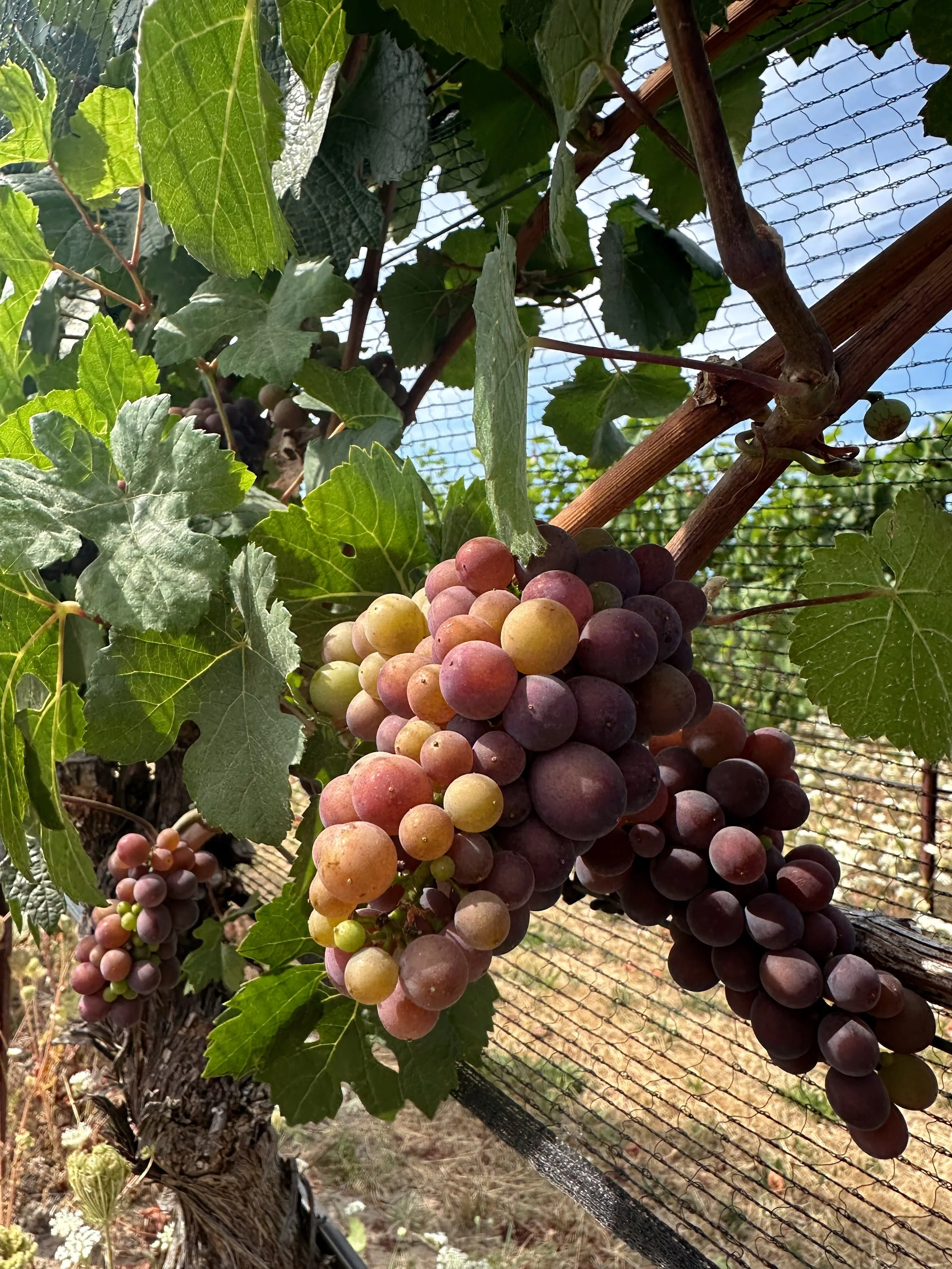 August is coming to an end, which means harvest is just around the corner 🍇 We&rsquo;re watching these grapes change by the day and can&rsquo;t wait to see what this vintage brings ✨