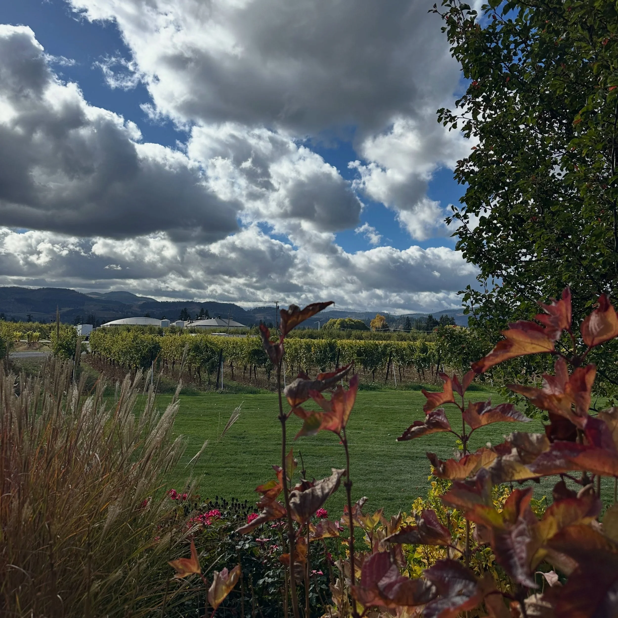The sun is out today! Join us at our tasting room with live music from Scot Bergeron from 3pm - 5pm ✨🎶 we will be pouring our seasonal mulled wine while supplies last 🍷 we hope to see you all there!