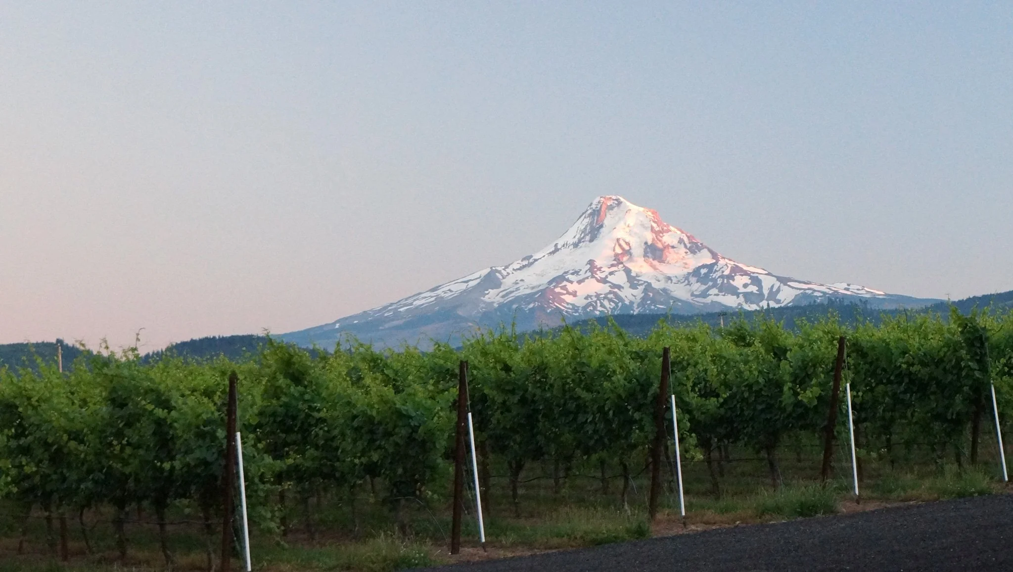 Snow-capped mountain, likely Mount Hood, with green vineyard in foreground and a clear sky.