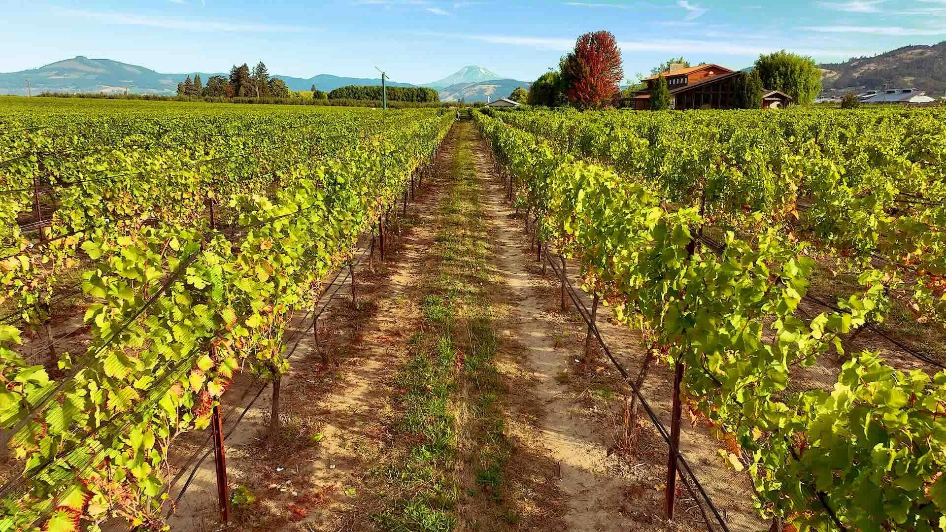 Fallback Oregon wine was good and the ambience was great. Wish we had more time to enjoy. If you're in the area I recommend a stop at this winery..jpg