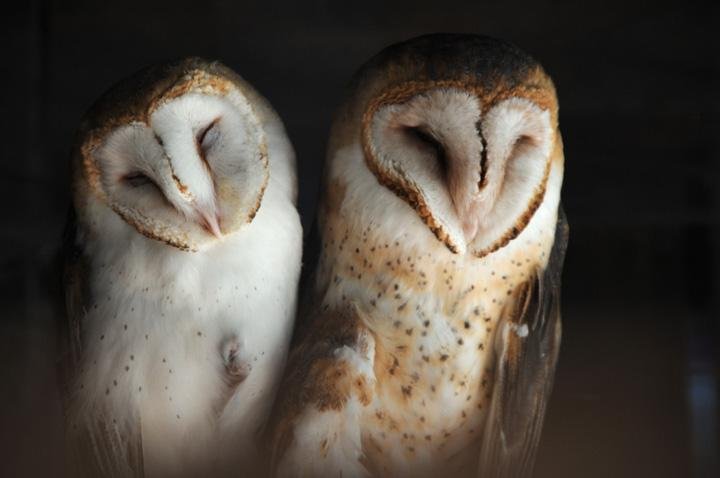 Kate MacDonnell,  Broken Winged Owls,  19.5" x 13.25"