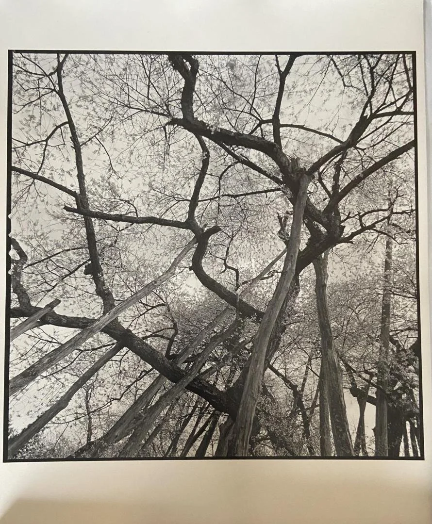 Rosalind Fox Solomon,  Cherry Trees Supports, Japan,  15" x 15"
