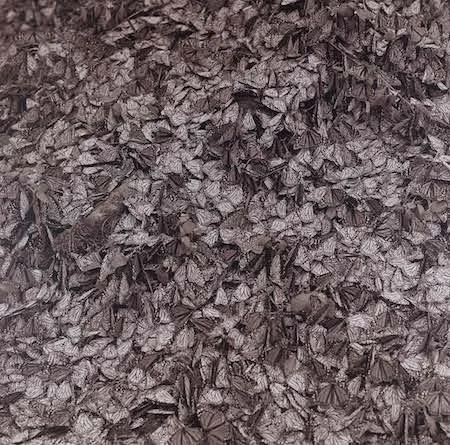 Steven Rifkin,  Untitled, Michoacán, Mexico, 1997, ed 2 of 3,  54 9/16 x 54 6/16" inches
