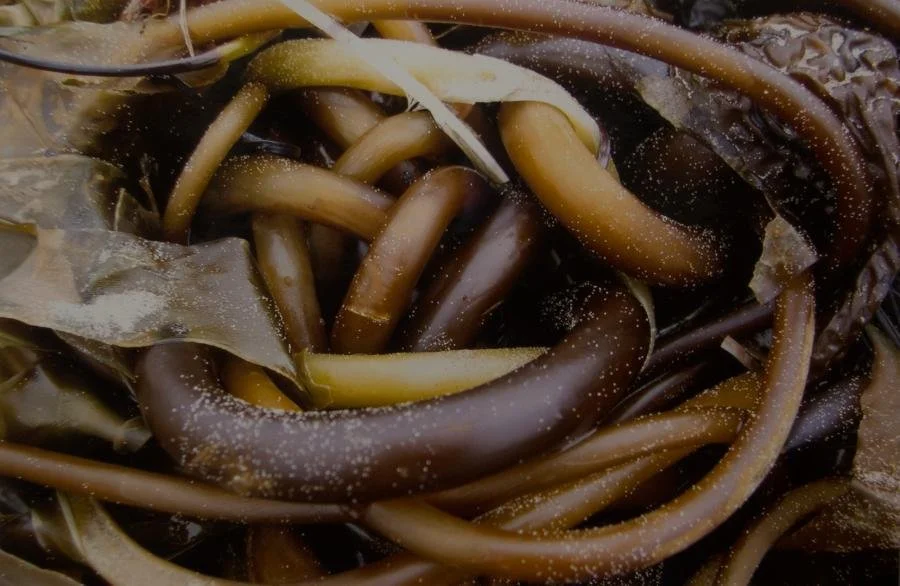 Jana Laughlin,  Seaweed,  11" x 15" unframed