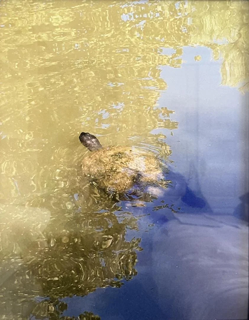 unknown,  unknown (sweet turtle),  14.75" x 11.75"