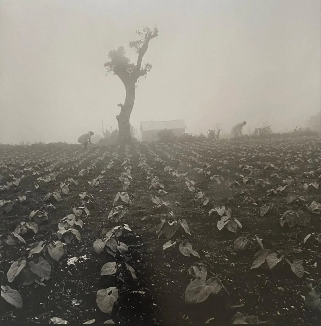 Rosalind Fox Solomon,  Farming in the Mist, Guatemala,  15" x 15"