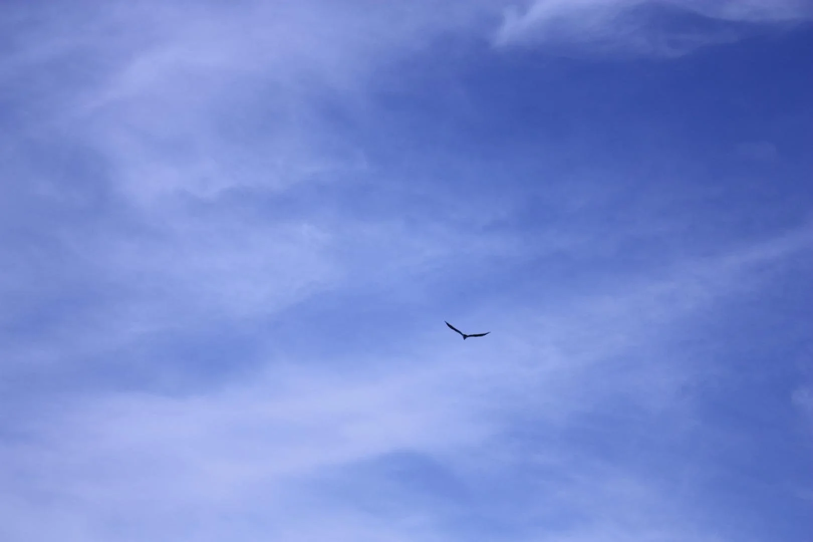 Jayme McLellan,  Maryland Sky and Bird,  11 x 14
