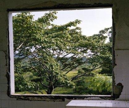 Tim Hetherington,  (window with lush greenery),  needed