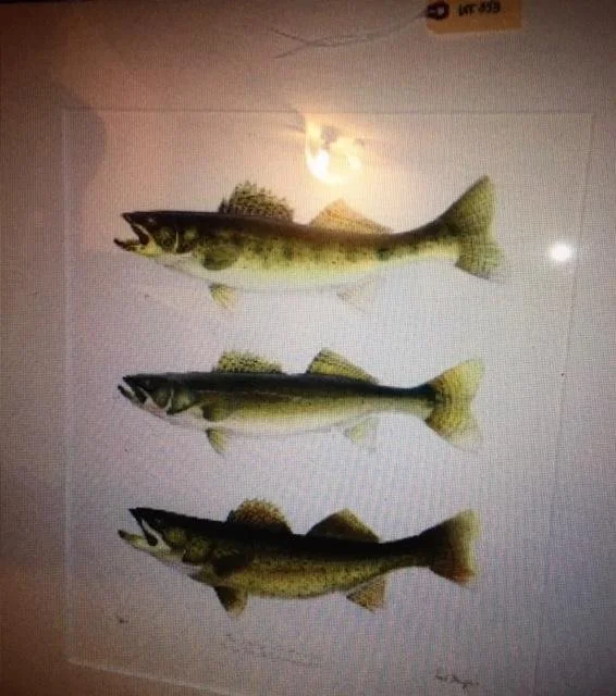 Nick Mayer,  3 walleye,  27" x 32.75