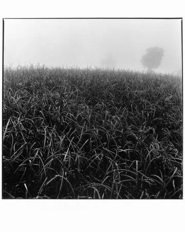 Rosalind Fox Solomon, Onionfield, fuentes Georginas, Guatemala, 1978 (Mahon 662),  16" x 16"