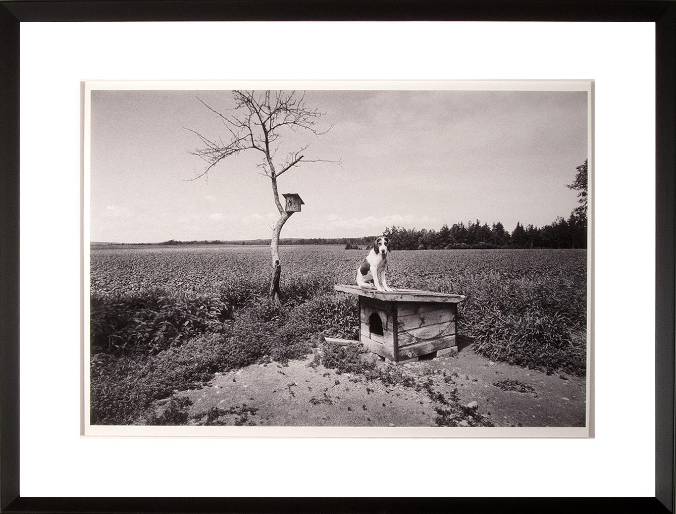Arthur Grace,  Dog House,  27" x 20.75"