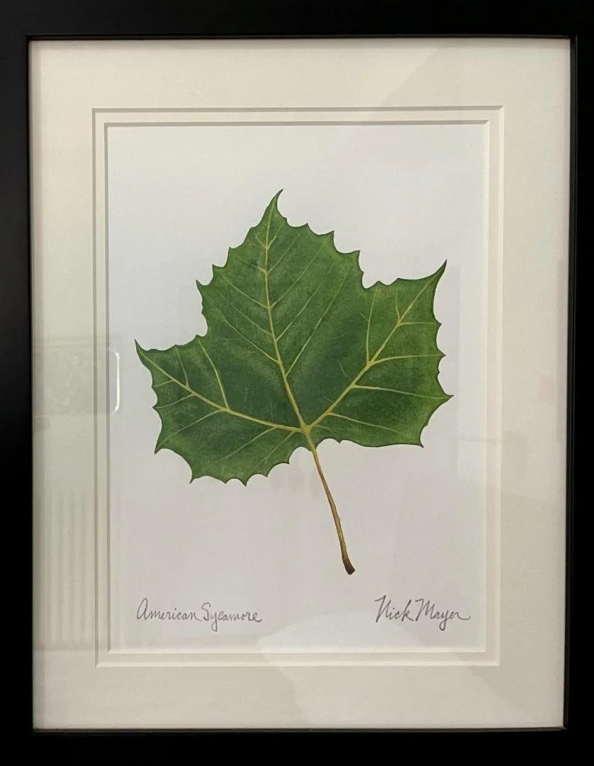 Nick Mayer,   American Sycamore,  15" x 12"