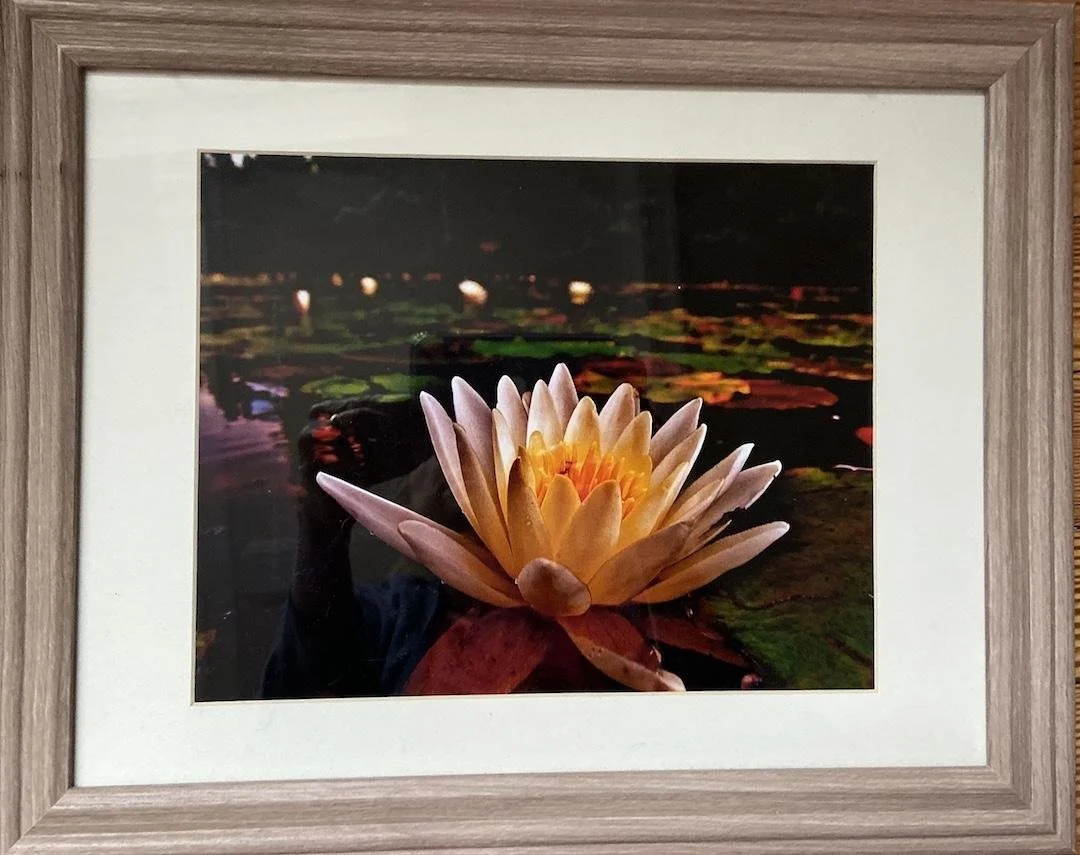 unknown,  (Lotus Flower),  12" x 15"