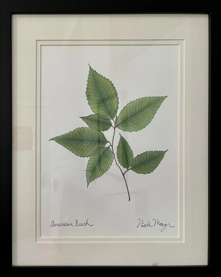 Nick Mayer,  American Beech,  15" x 12"