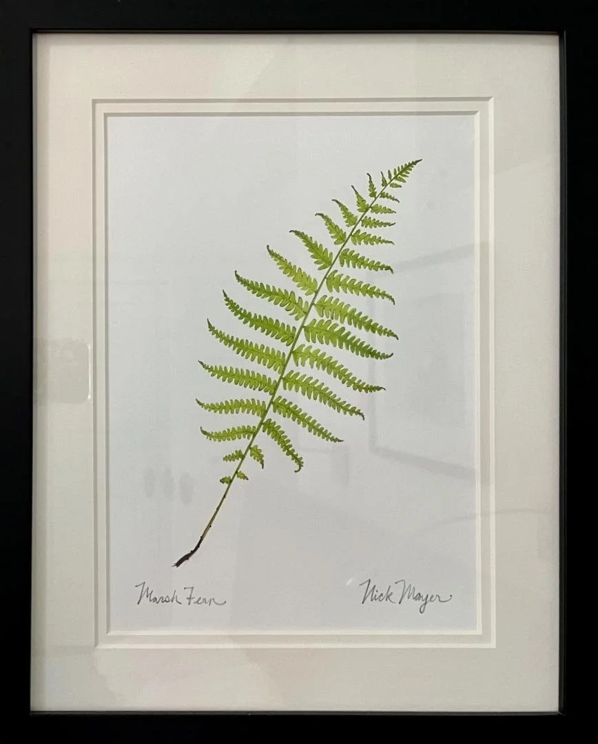 Nick Mayer,  Marsh Fern,  15" x 12"