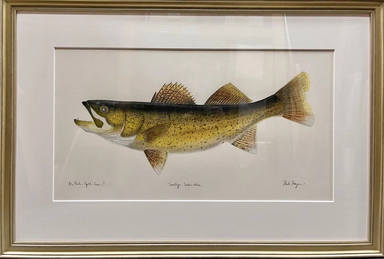 Nick Mayer,  Walleye, Sander Vitreus,  27.5" x 40.5" framed