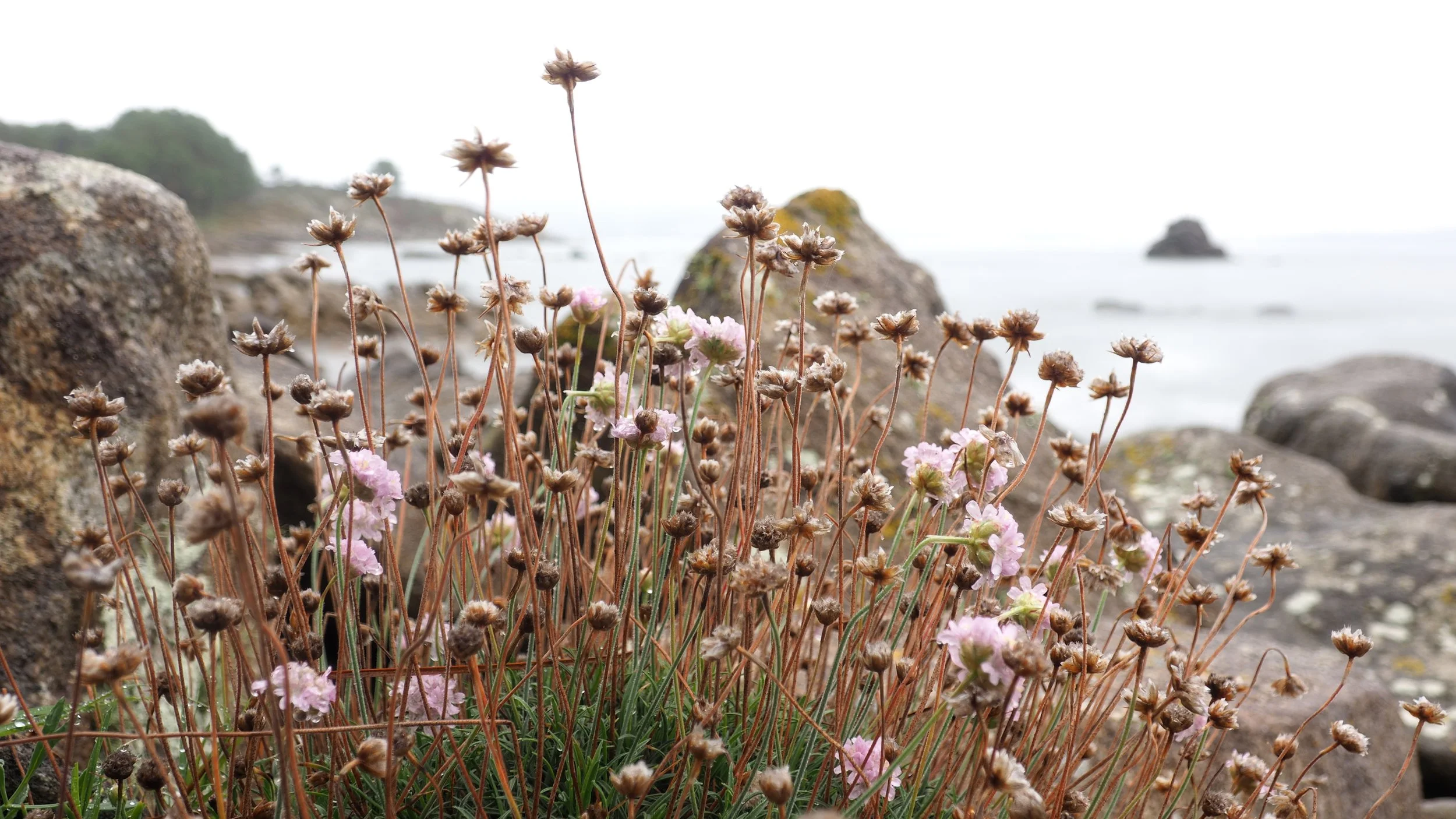 Wildflowers with pink blossoms growing among rocks near a foggy ocean shoreline.
