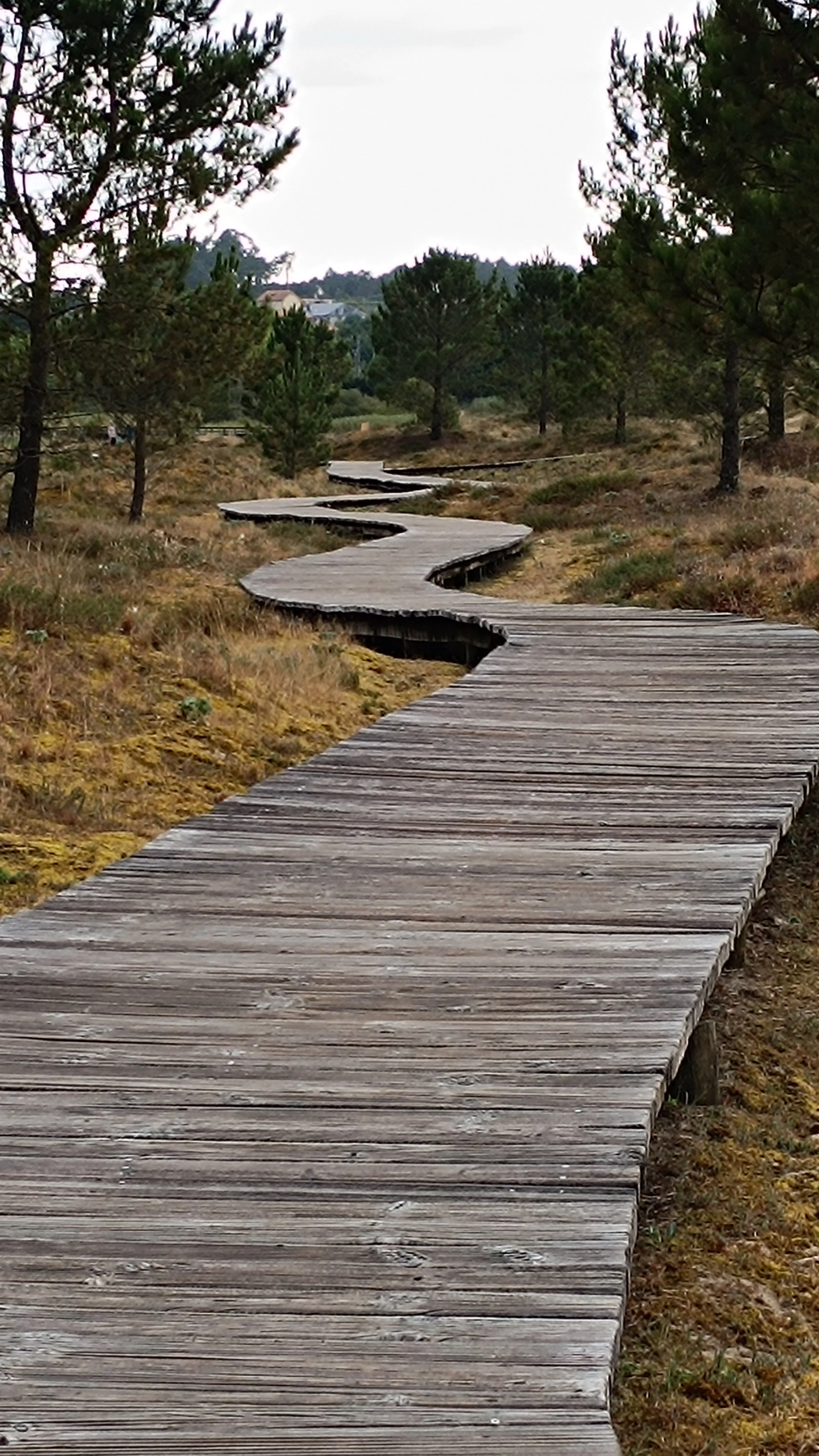 A winding wooden boardwalk through a natural landscape with pine trees and grassy terrain.