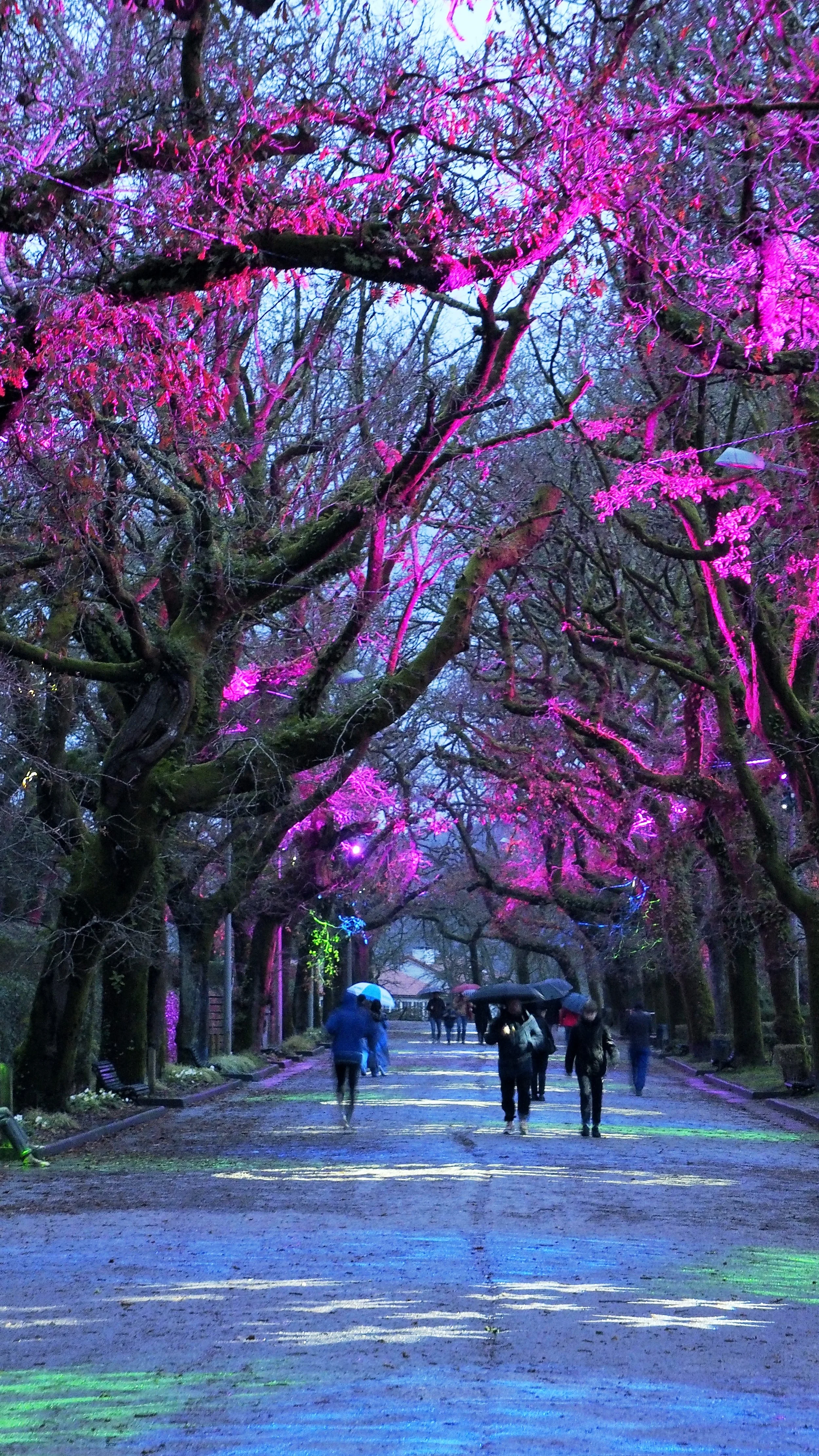 A park path lined with trees illuminated by colorful lights, with people walking under umbrellas.