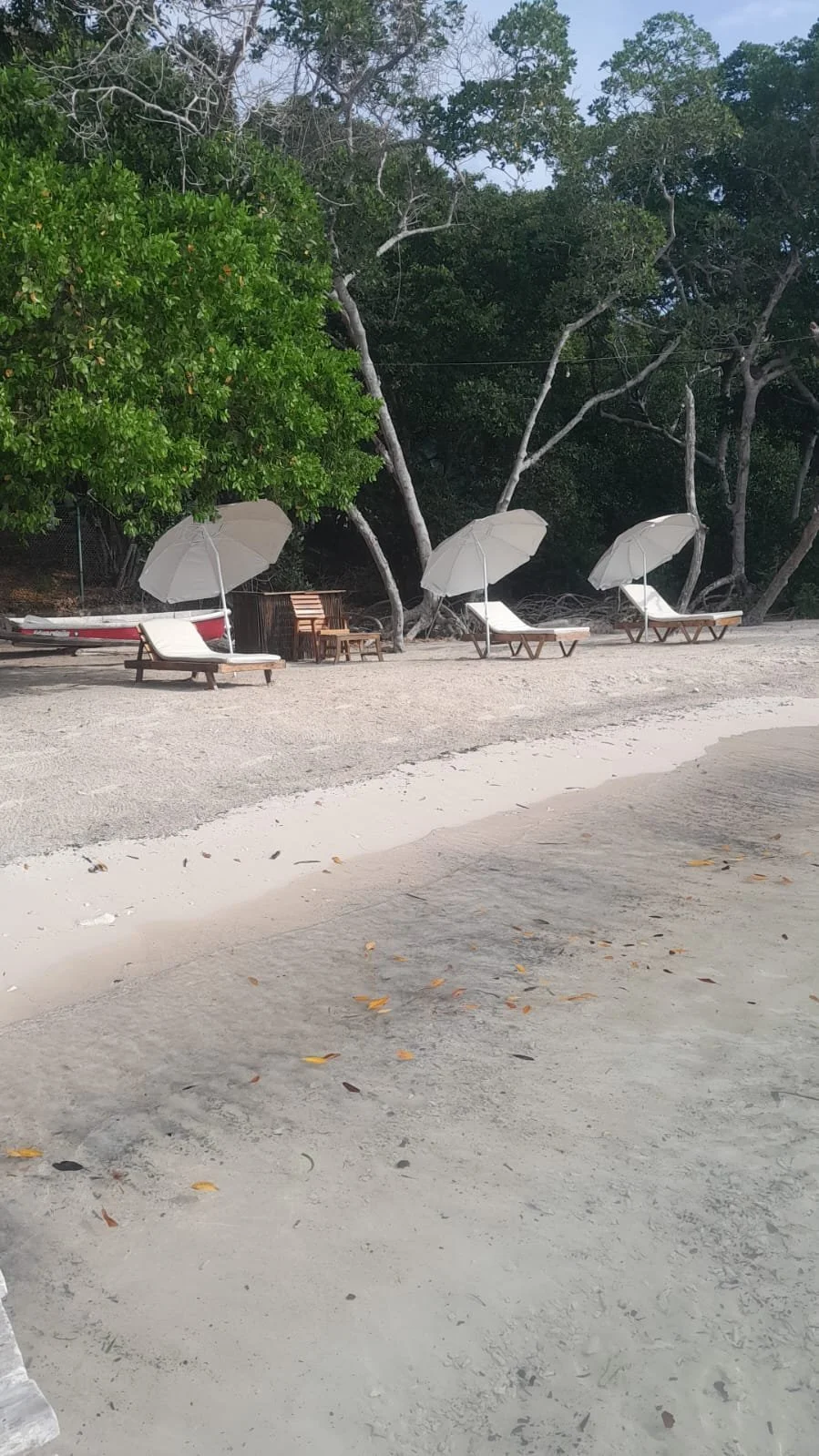 Playa con sillas y sombrillas blancas, rodeada de árboles verdes y arena.