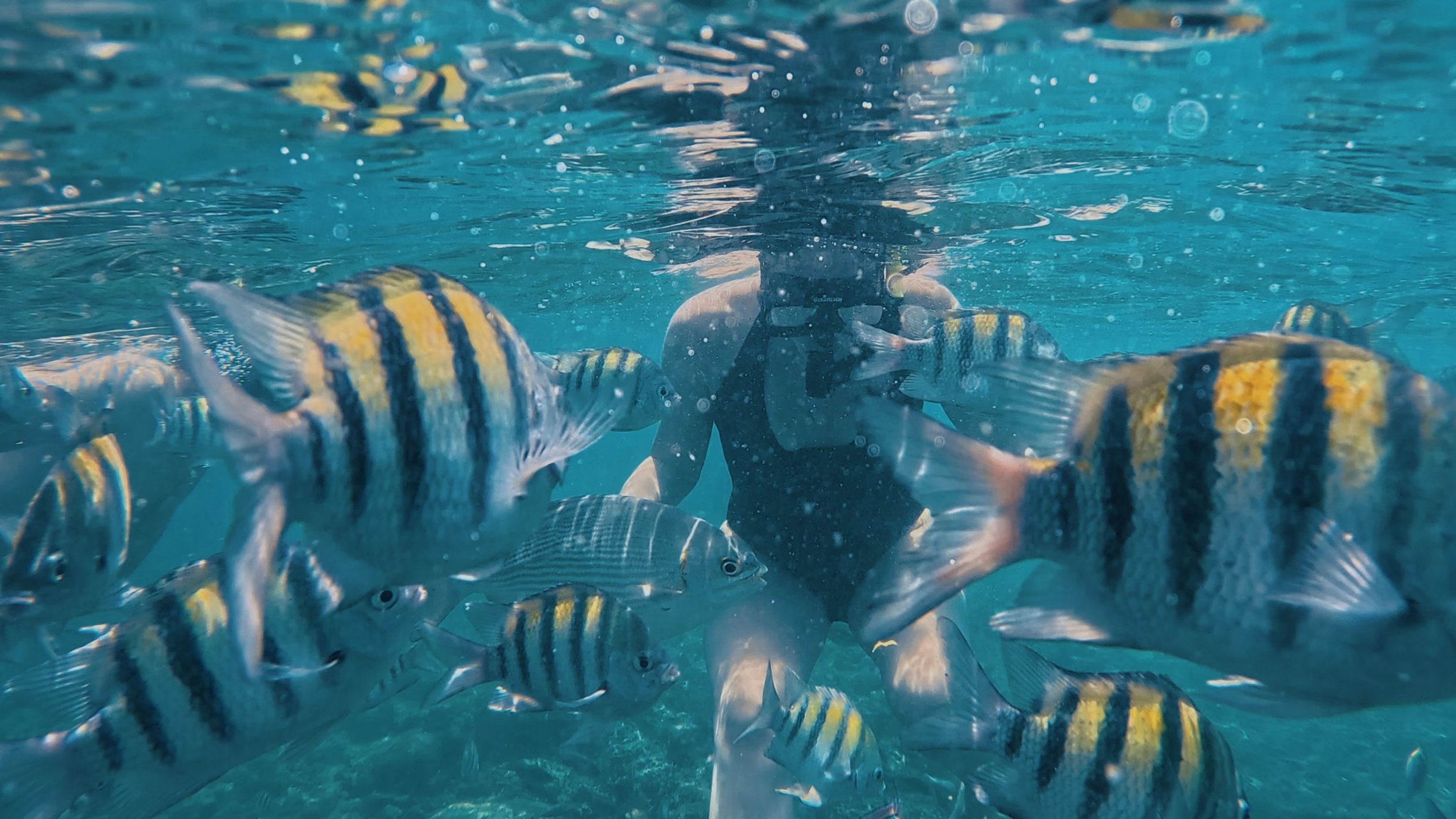 snorkell, pasadia, islas del rosario, tours