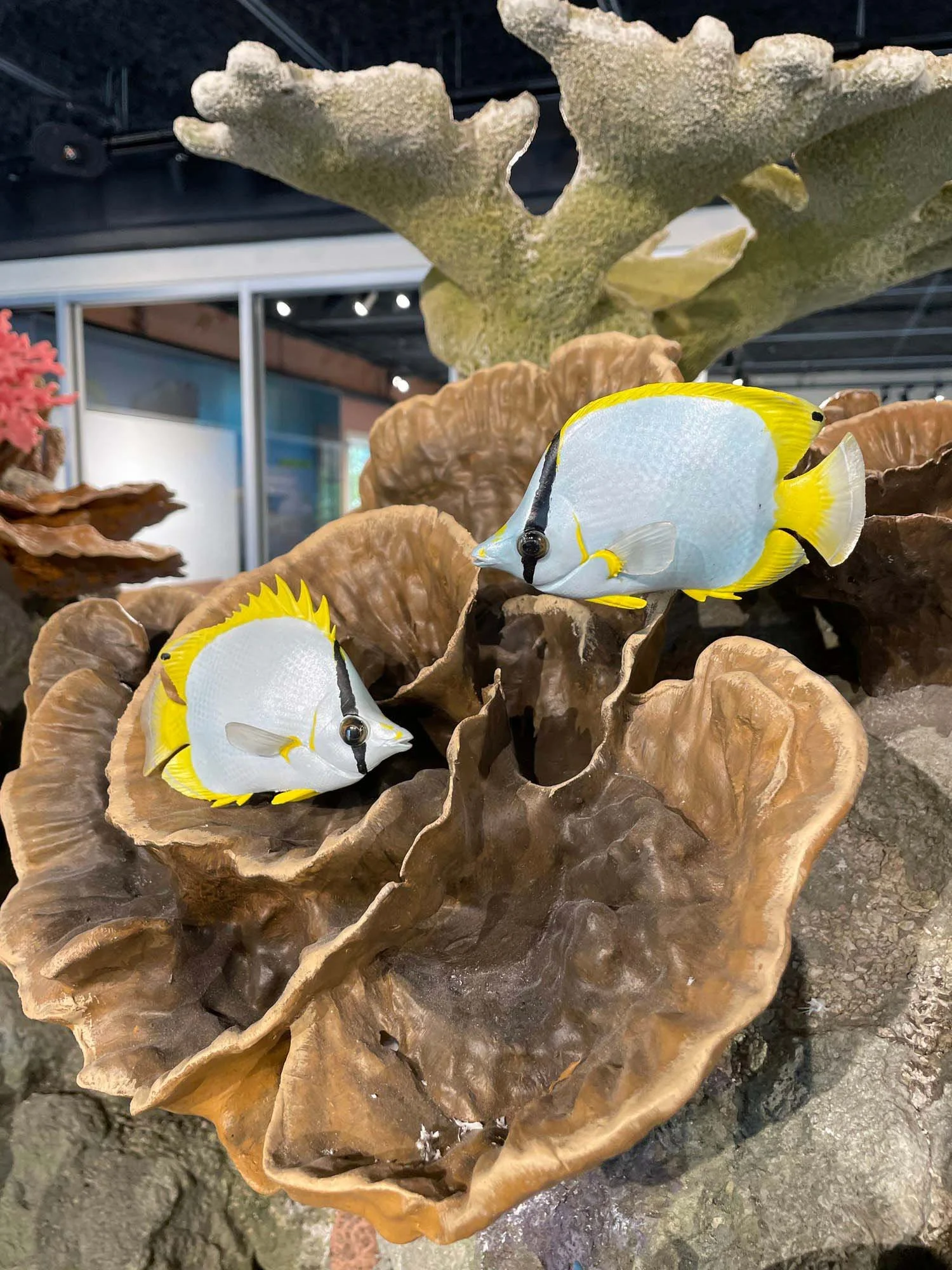reef-ocean-exploration-center-butterfly-fish.JPG.jpg