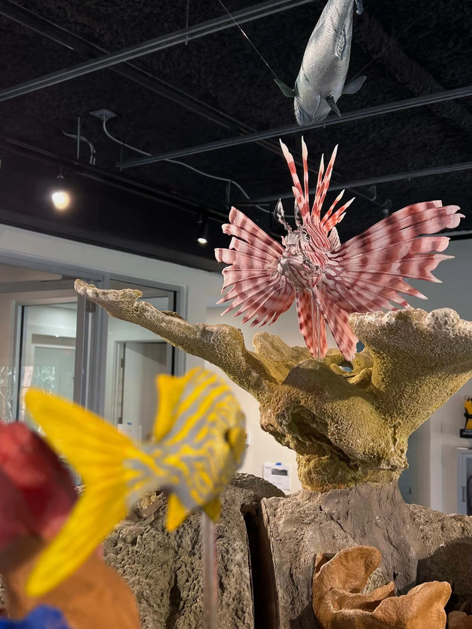 reef-ocean-exploration-center-lionfish.jpg