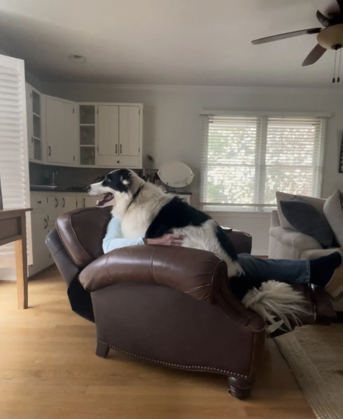 A person laying on a brown leather couch with a large black and white dog lying across them, in a living room with white walls, windows with blinds, and kitchen cabinets in the background.