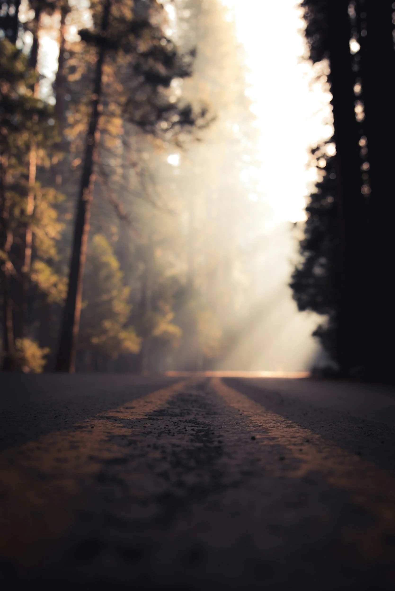 Low-angle view of a deserted forest road with trees on both sides, sunlight filtering through the branches, creating a misty and serene atmosphere.